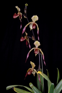 Paphiopedilum Julius Nanci HCC/AOS 78 pts. - Inflorescence